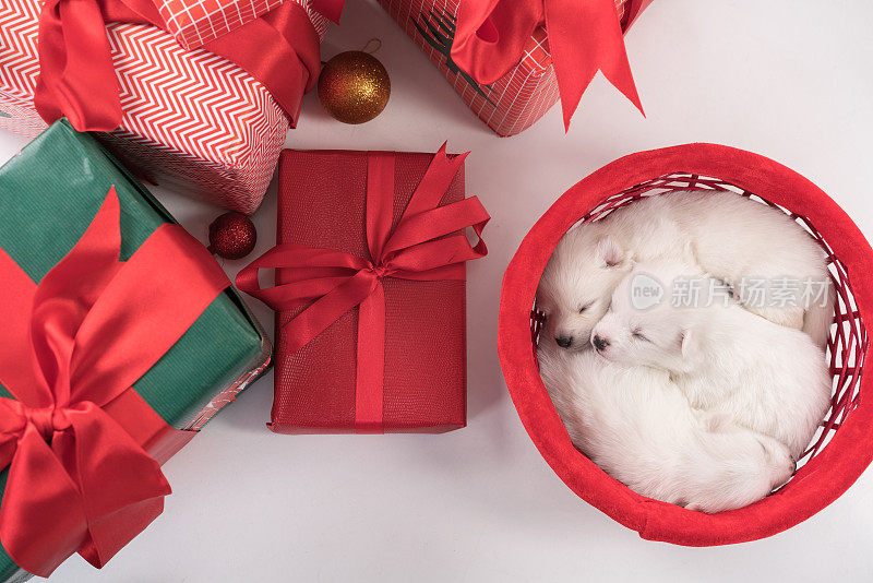 圣诞小狗装在礼物篮里