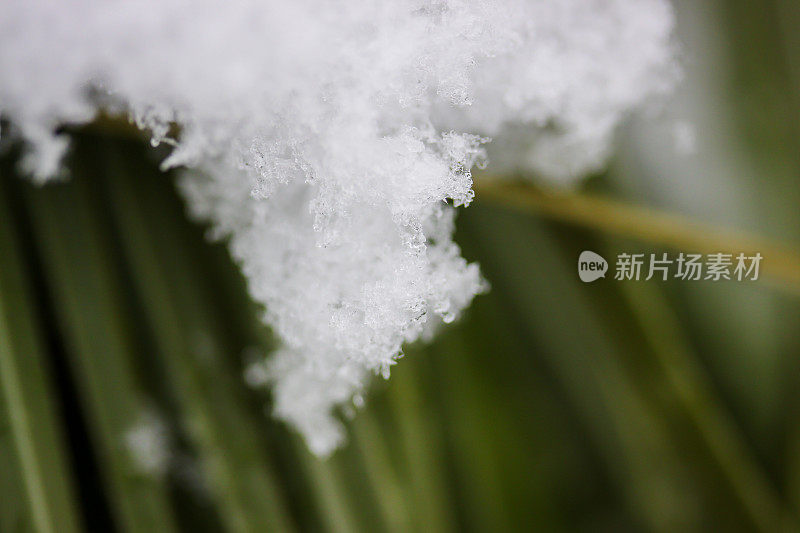 雪晶靠近植物