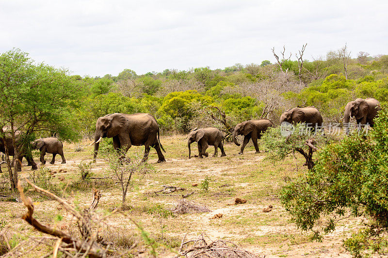 穿过森林的非洲象