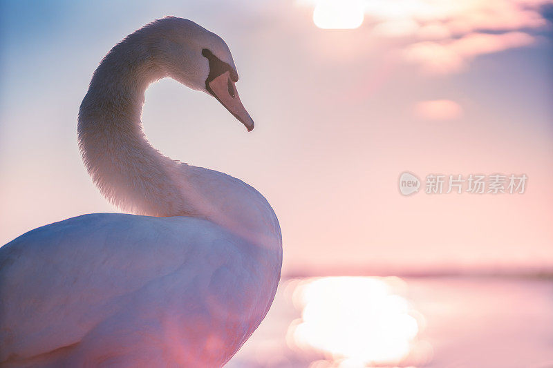 美丽的白天鹅在海上，日出的镜头
