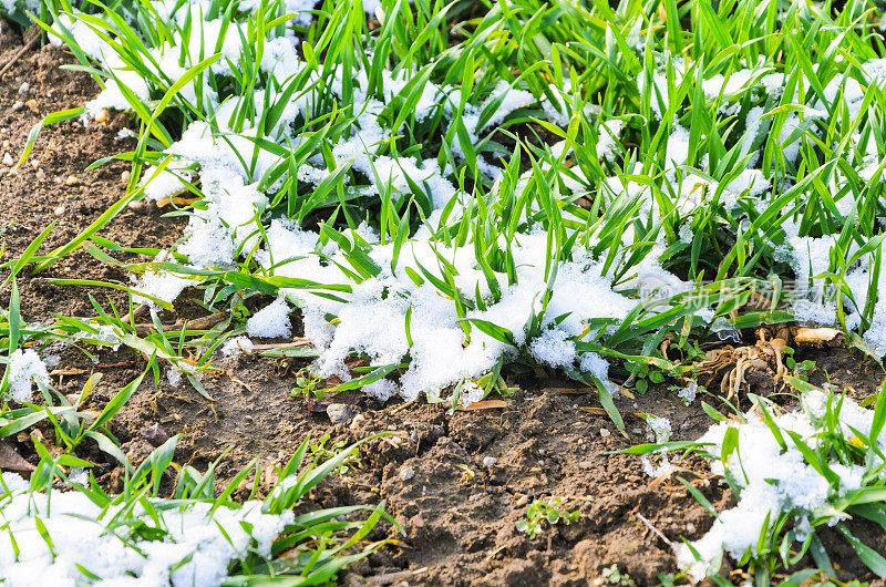 田野上覆盖着白雪的小麦幼苗，近距离看
