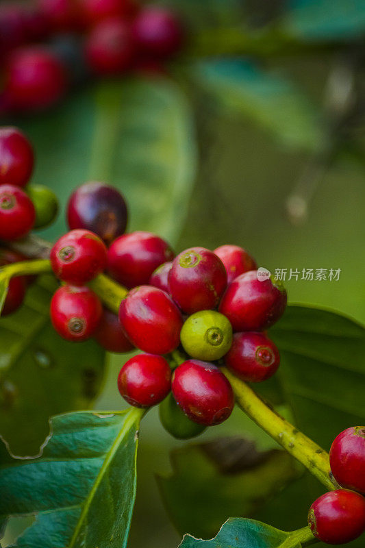 红咖啡樱桃特写