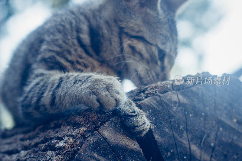 美丽的猫