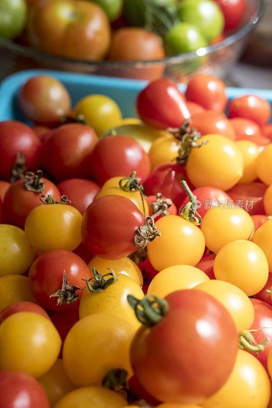 混合品种的自产西红柿在窗户光线。