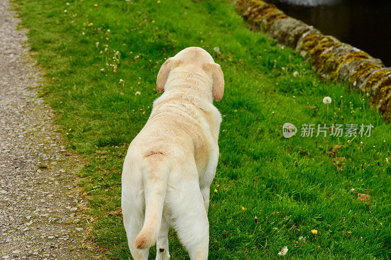 英国乡间的拉布拉多寻回犬