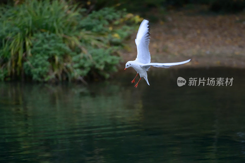 海鸥准备降落在湖面上