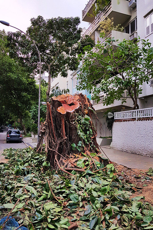 在里约热内卢的伊帕内玛砍树