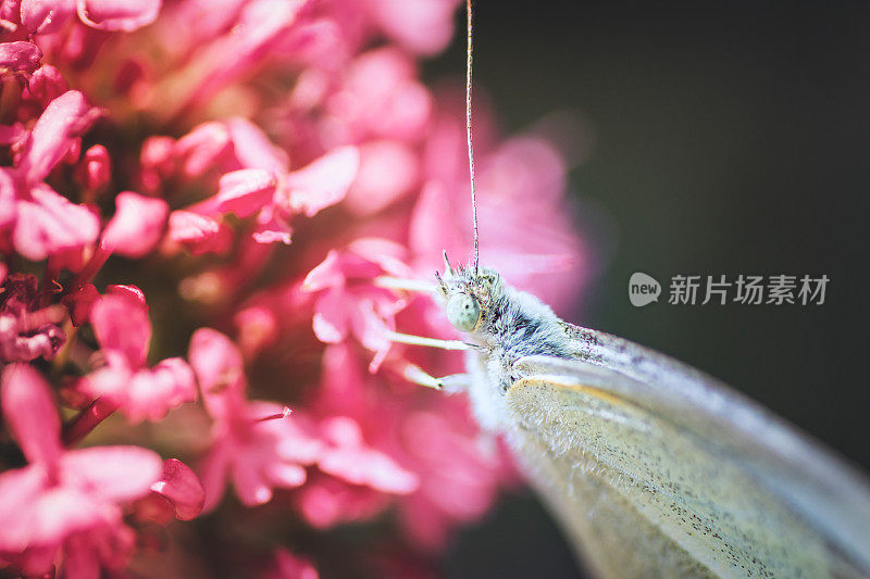 在夏季将粉蝶昆虫置于红色缬草花上