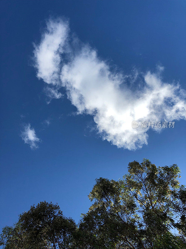 澳大利亚的天空中可见桉树