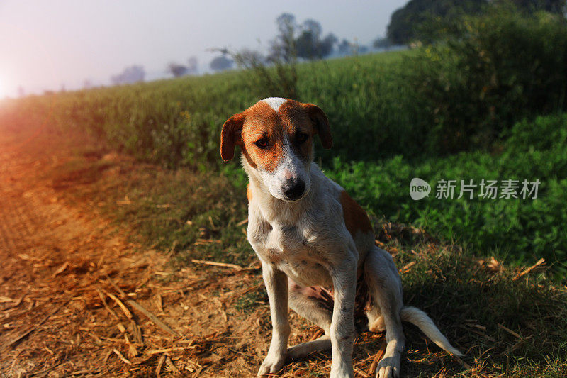 年轻的小狗坐在绿色的田野附近