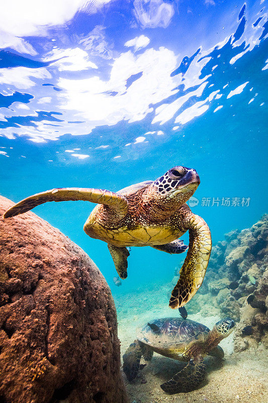 美丽的夏威夷绿海龟