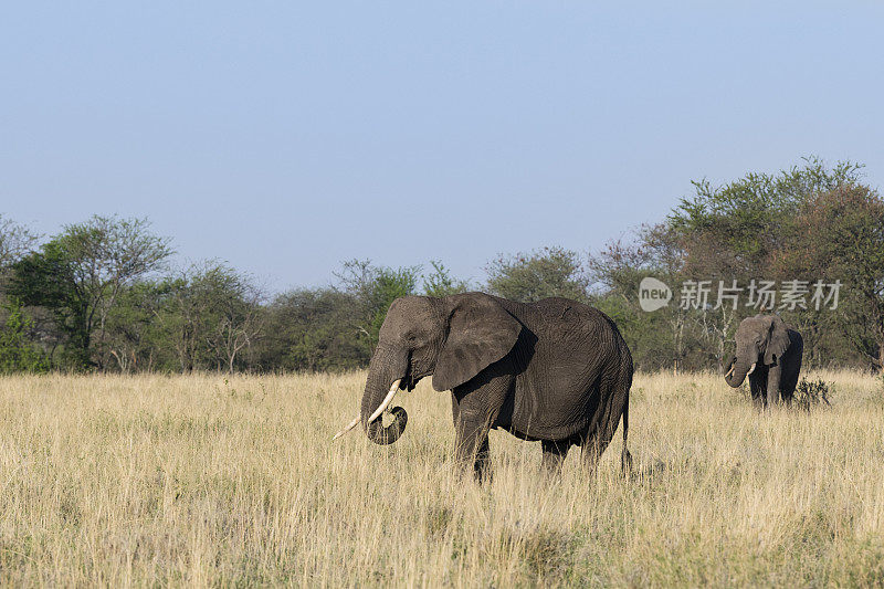 非洲坦桑尼亚的大象