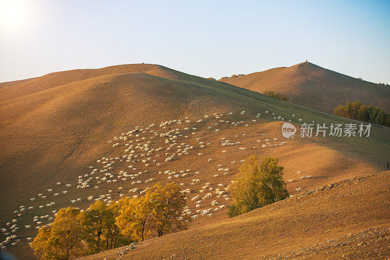 达蒙中国的草原牧场