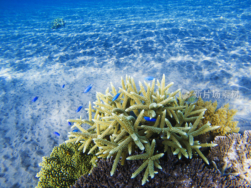 热带海岸景观水下照片。珊瑚礁动物。海洋自然。