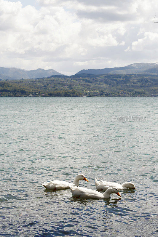 鸭子在湖里