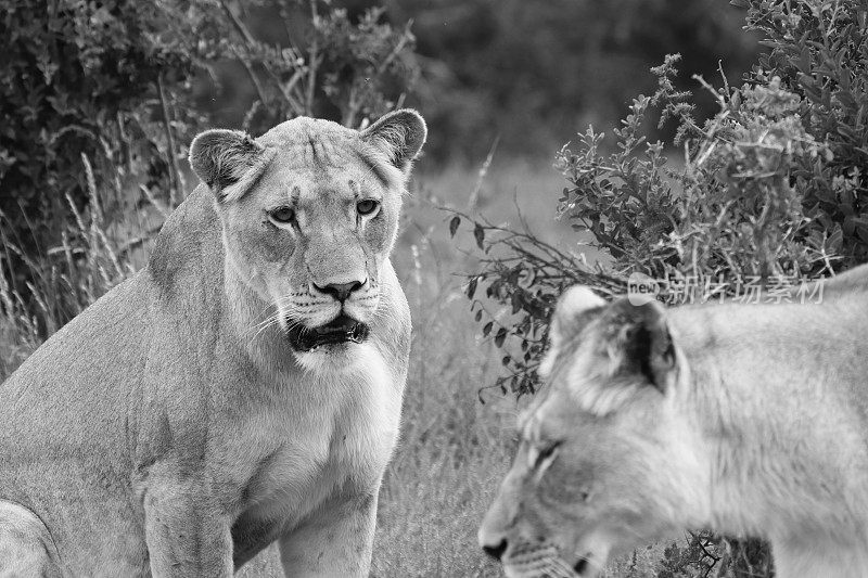 这是两只野生雌狮的特写镜头。这是一张黑白图像。