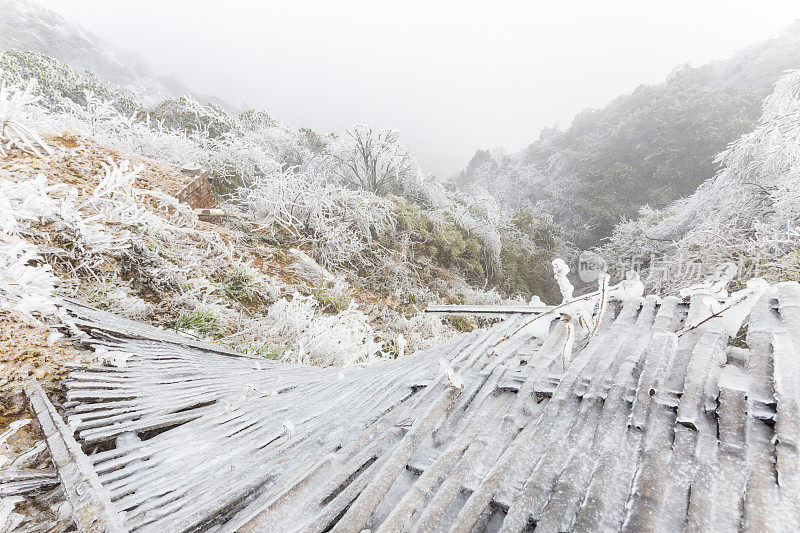 日落时，白雪覆盖了树木