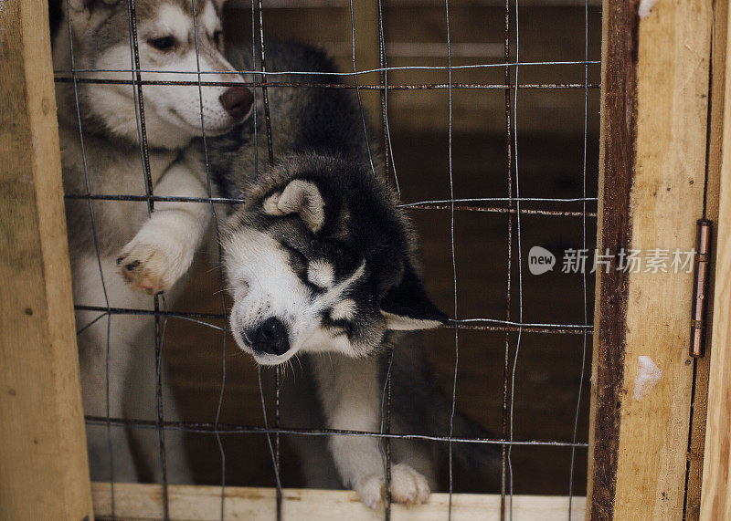 小狗试图逃出笼子