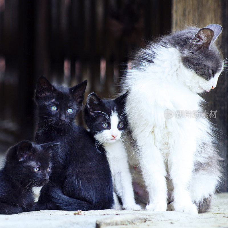 猫妈妈和她的三只小猫。