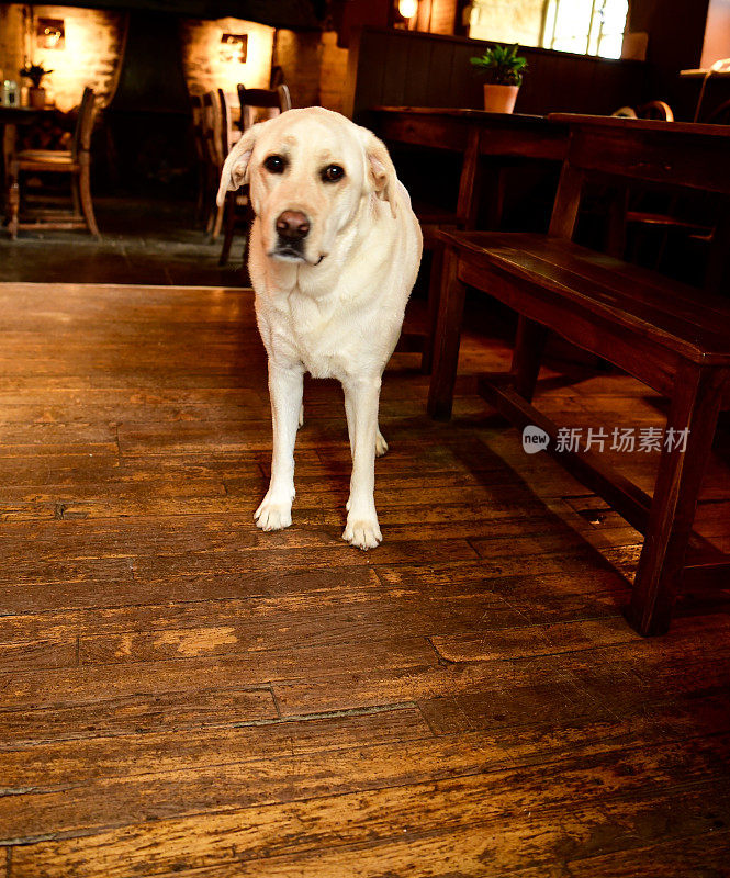 科茨沃尔德的拉布拉多寻回犬