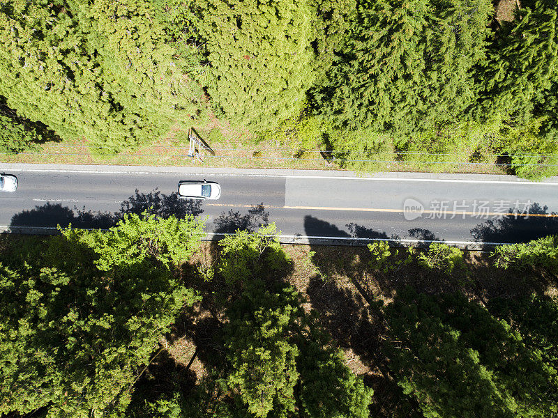 森林中笔直的道路鸟瞰图