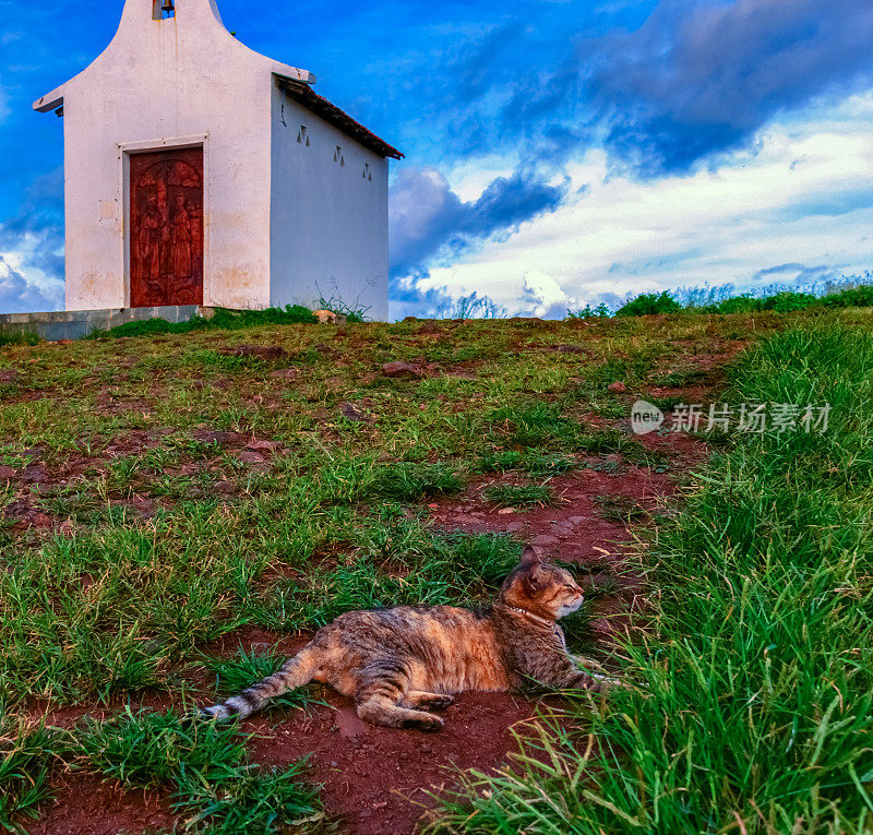 在费尔南多-迪诺罗尼亚岛的圣彼得教堂附近休息的小猫。在巴西。
