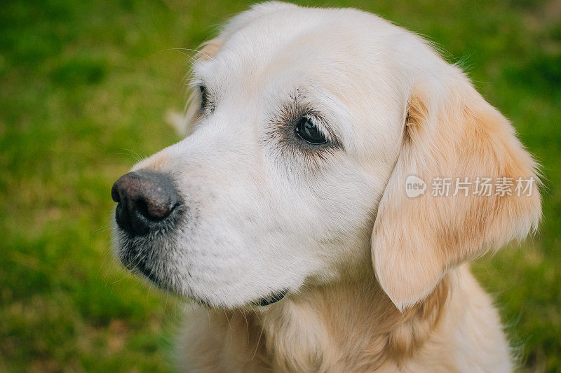 年轻漂亮的金毛猎犬在镜头前大笑