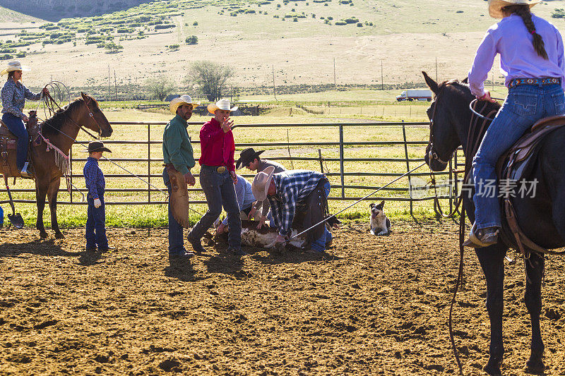 美国犹他州盐湖城的圣塔昆山谷放牧牛、牛、小牛肉