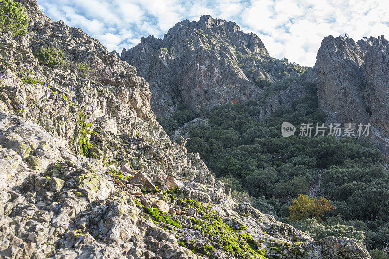 一只野山羊在田园诗般的风景中