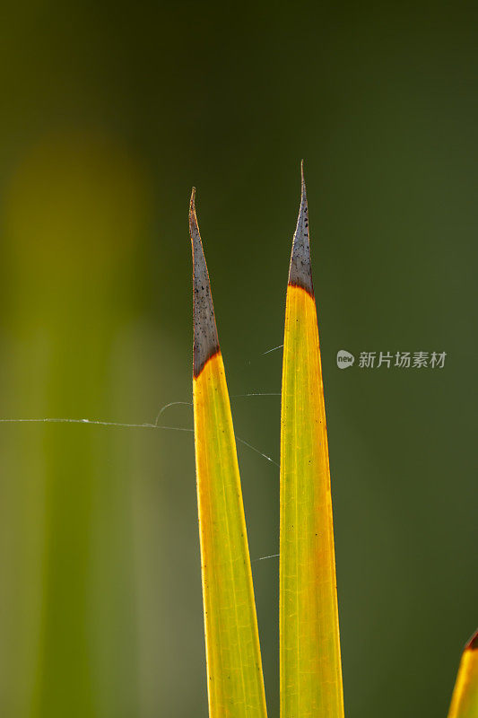 垂直的，分裂的锯棕榈喜爱的手指，黑色干燥的尖端和蜘蛛丝线