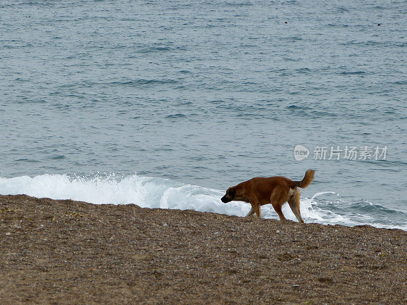 沿着海岸线奔跑的狗