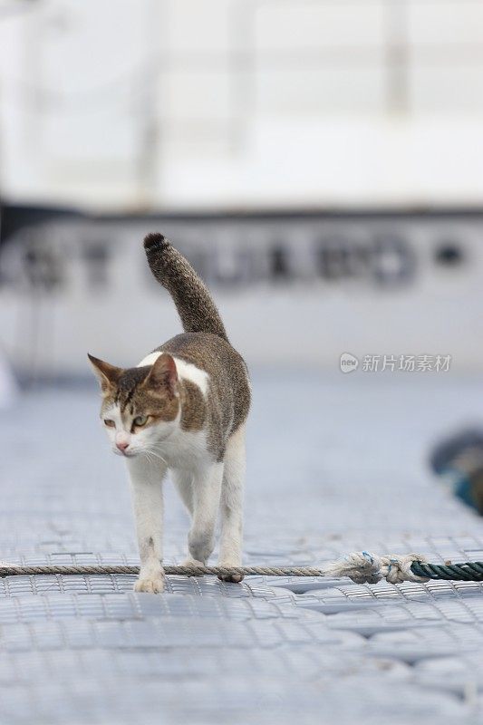 在亚齐日落时，猫在沙滩上放松的后视图