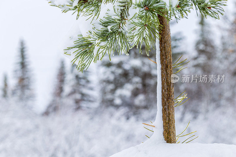 白雪覆盖的松枝