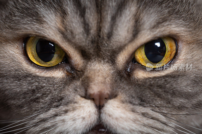 苏格兰折耳猫的眼睛、鼻子和胡须。