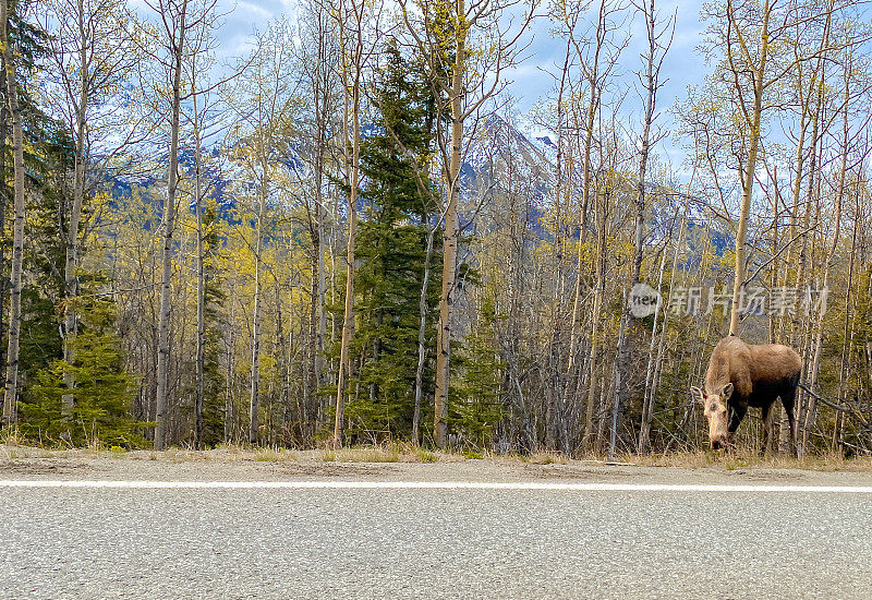 阿拉斯加公路旁的驼鹿