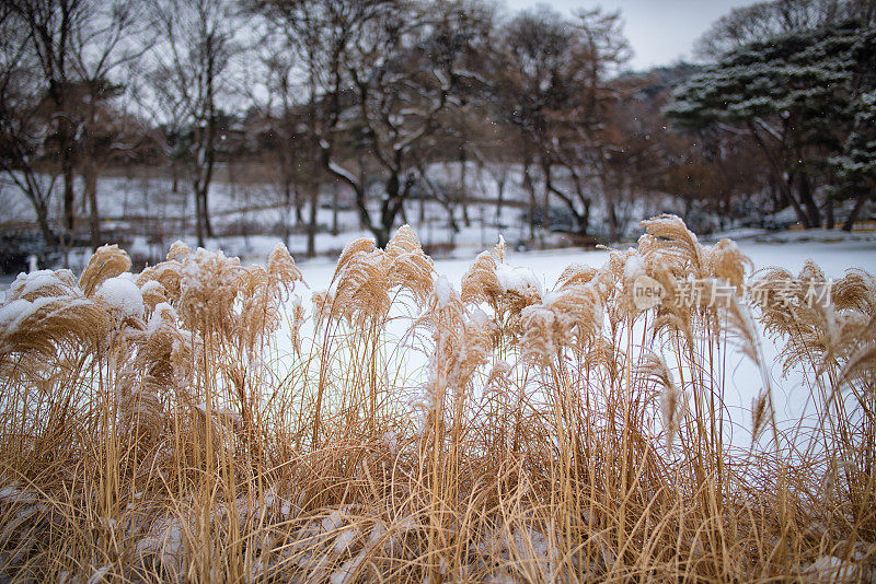 干芦苇上的雪