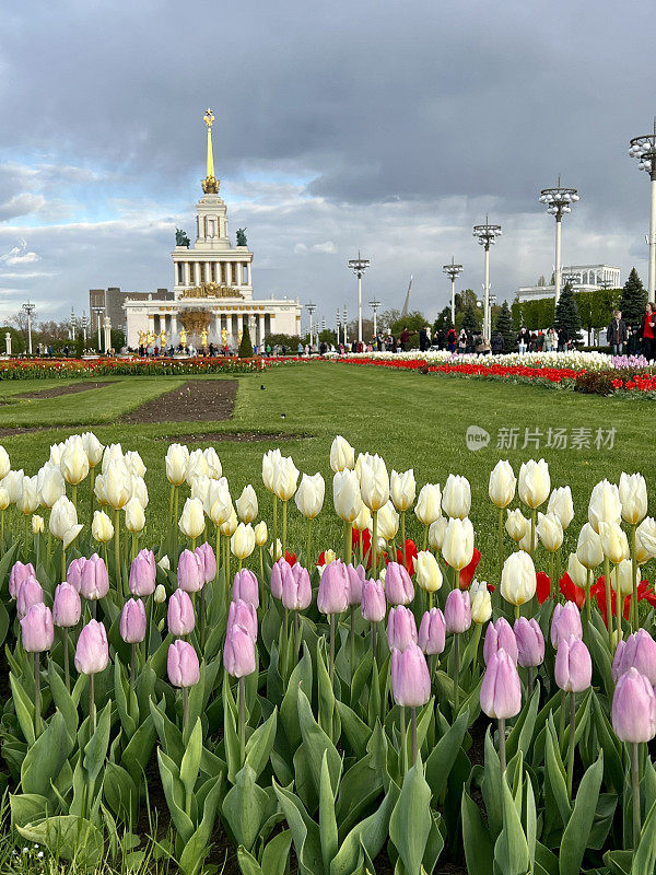 在VDNKh国家经济成就展上盛开的郁金香，莫斯科，俄罗斯