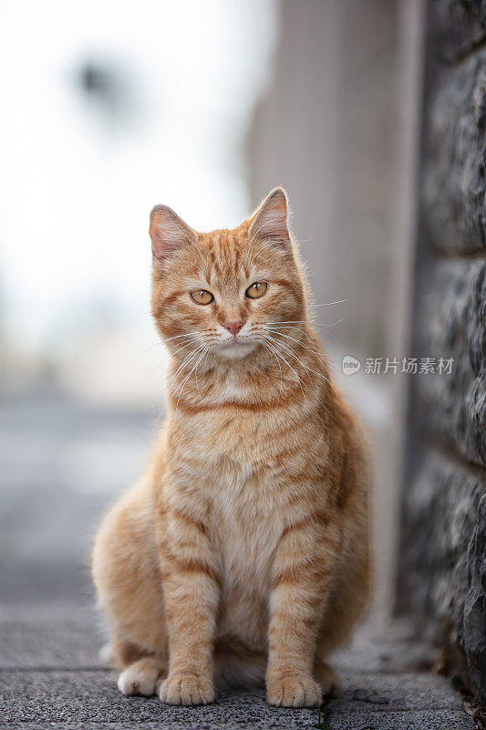 黄色流浪猫的肖像。