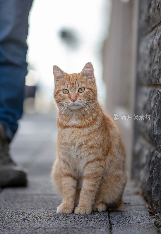 黄色流浪猫的肖像。