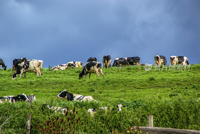荷斯坦奶牛在山顶上吃草