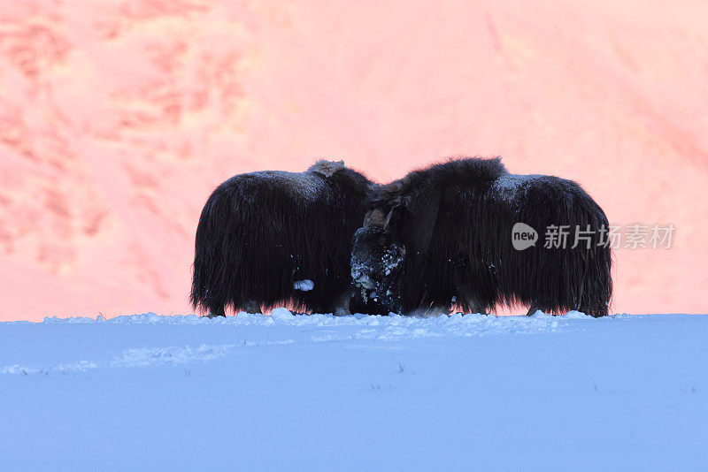 在挪威的Dovrefjell-Sunndalsfjella国家公园，一只麝牛在冬天的第一缕晨光中