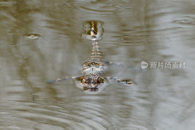 美洲短吻鳄宝宝