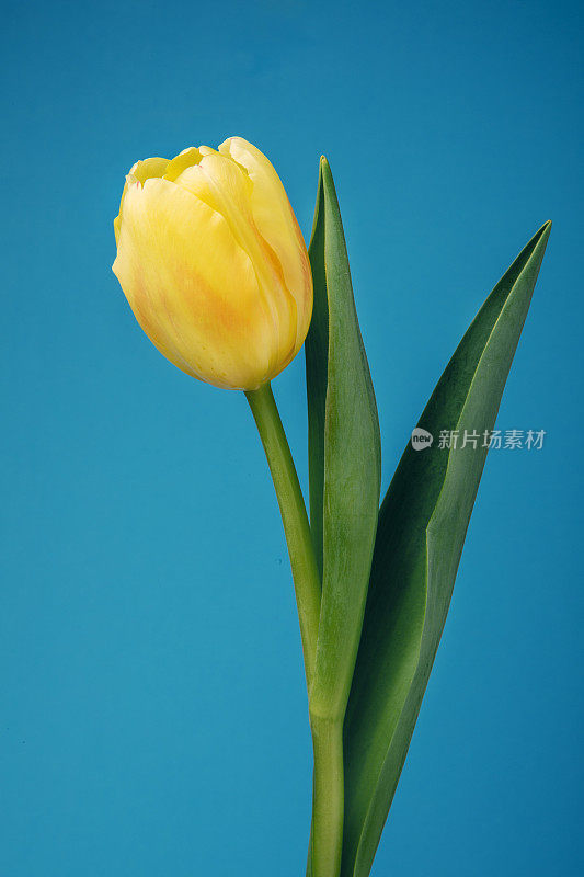 单瓣黄色郁金香配蓝色