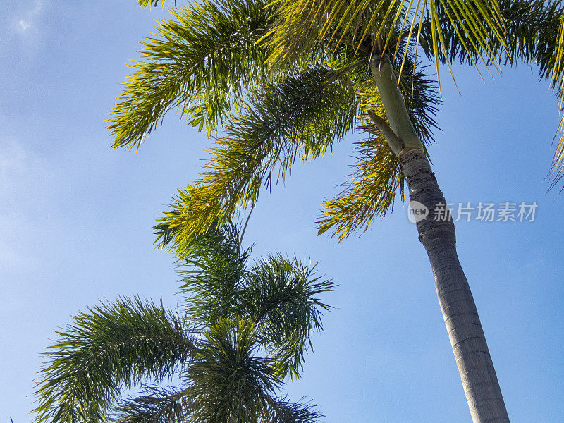 在哥斯达黎加，棕榈树和树叶映衬着两极分化的蓝天