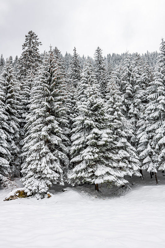 喀尔巴阡山脉的积雪覆盖林地