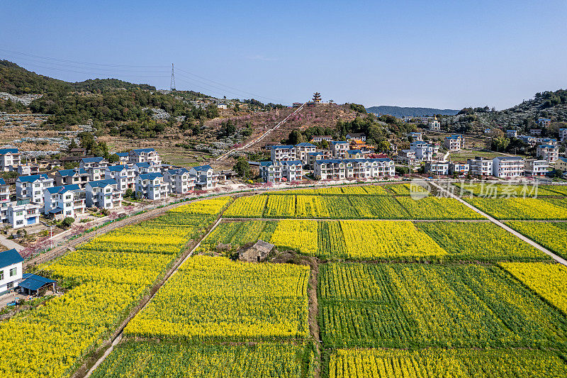 乡村油菜花田的鸟瞰图