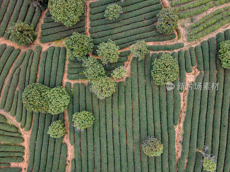 乡村农业种植园的茶树鸟瞰图