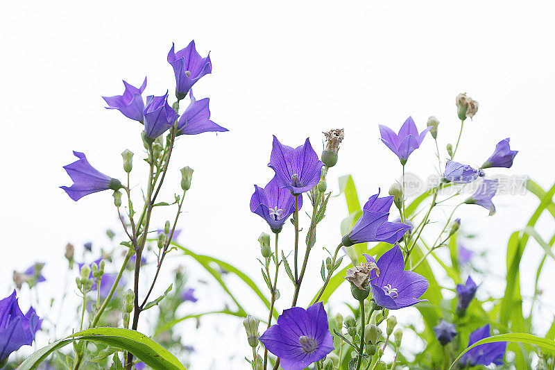 根菜类蔬菜