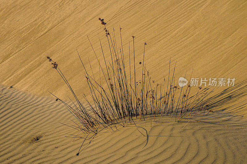 生长在沙丘中的沙生植物