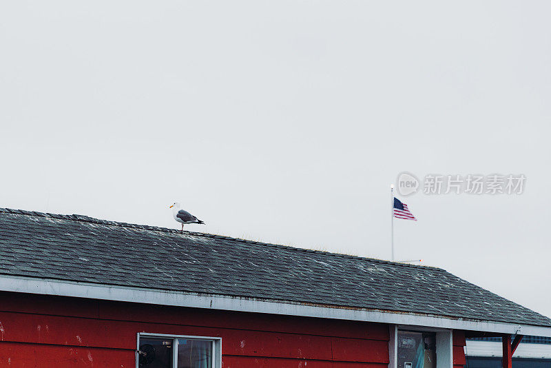 在加州蒙特利，海鸥在靠近美国国旗的红房子屋顶上